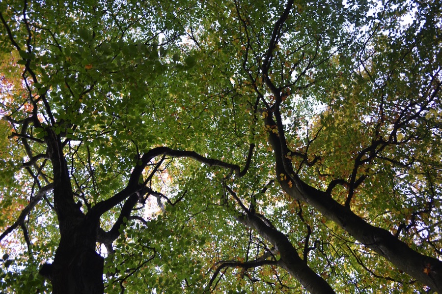 Sky through leaves